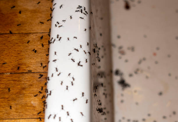Best Pest Removal Services  in Waterville, ME