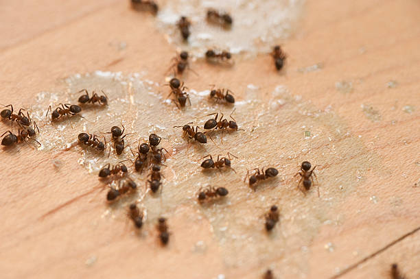 Best Termite Control Services  in Waterville, ME